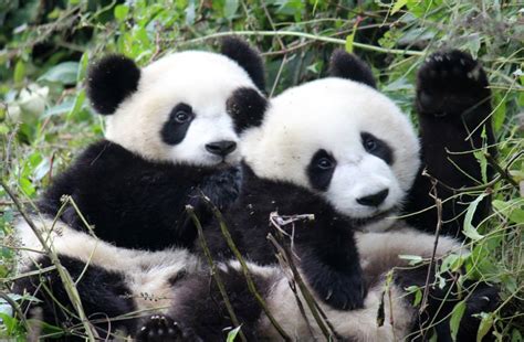Pinder Endangered Giant Pandas Prefer Breeding With Mates