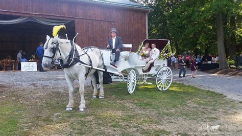 weddings carriage limousine service wedding carriage horse