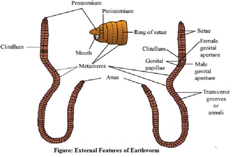 external morphology  earthworm microbiology notes
