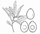 Avocado Coloring Pages Section Cross Branch Whole Printable Supercoloring Avacado Drawing Categories sketch template