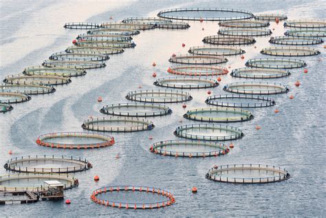 center  food safety blog industrial aquaculture  deja vu