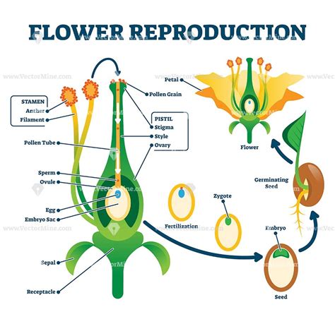 How Does Fertilization Take Place In A Flower