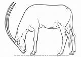 Oryx Arabian Draw Drawing Step Tutorials Animals Wild Drawingtutorials101 sketch template