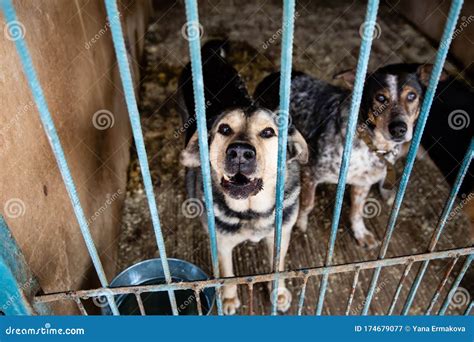 cage  dogs  animal shelter stock image image  furry nature
