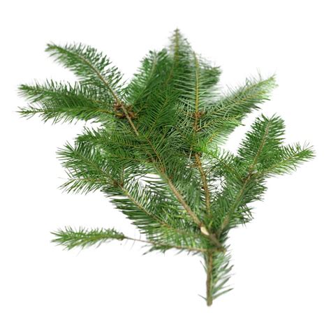 douglas fir pine needles  pine leaf douglas fir plant leaves