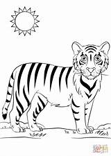 Coloring Tiger Cartoon Pages Drawing Printable sketch template