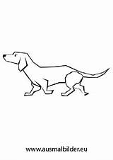Dackel Laufender Ausmalbilder Hunde Ausmalen Tiere Malvorlagen Schlafende Kostenlosen Jagdhund sketch template
