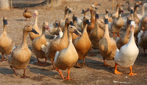 five things you never knew about ducks modern farmer