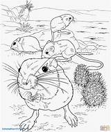 Coloring Rat Pages Kangaroo Rats Giant Mole Color Drawing Fink Ground Main Getcolorings Supercoloring Printable Template Coloringbay Sketches Print Skip sketch template
