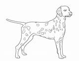 Hunde Dalmatiner Ausmalbilder Ausmalen Hunderassen Malvorlage Malvorlagen Zeichnen Ganzes Hundebilder Familie Hundewelpen Kinderbilder sketch template