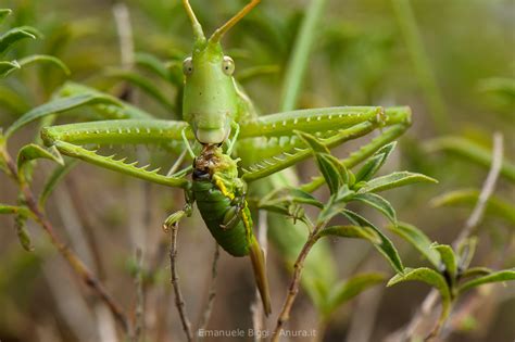 green terror  predatory bush cricket saga pedo anura