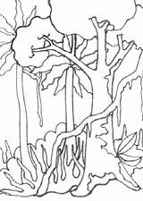 Rainforest Drawing Trees Coloring Rain Forest Tropical Pages Getdrawings sketch template