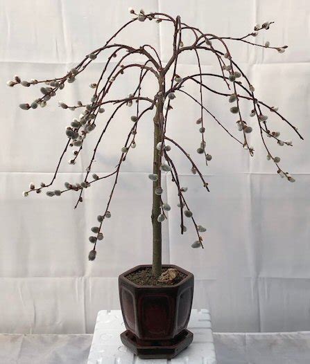 Flowering Weeping Pussy Willow Bonsai Tree Salix Caprea