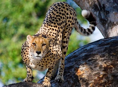 cheetahs  worldatlas