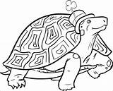 Tortoise Turtle Patricks Coloringbay sketch template