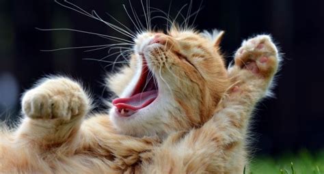 4 Amazing Health Benefits Of Yawning That Will Surprise