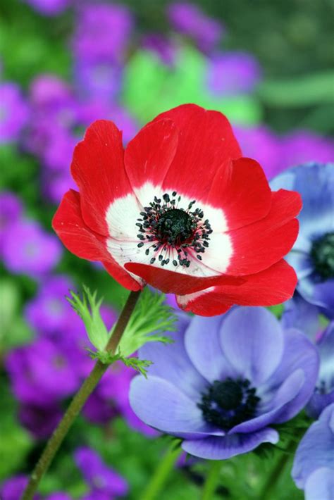 15 splendidi fiori di marzo | Fito