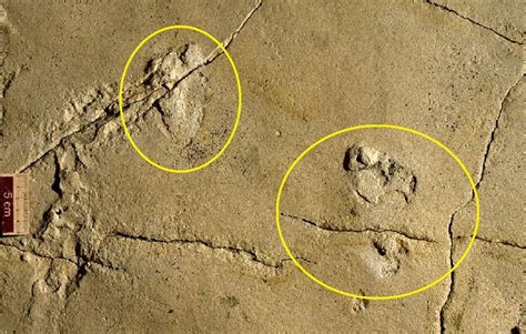 million year  human footprints fossil  challenge history