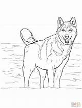 Husky Coloring Pages Puppy Dog Siberian Colouring Printable Print Huskies Book Drawing Adult Embroidery Sheets Azcoloring sketch template