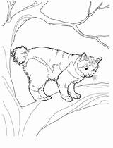 Colorat Desene Planse Pisica Pisici Bobtail Desenat Waldkatze Gatos Animale Japonais Gato Copaci 1590 2094 Katzen Decupat Copii Coon Maine sketch template