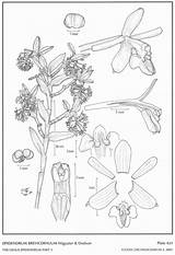 Drawing Andean Jimenez Hágsater Epidendra Cernuum Subgroup Epidendrum Dodson 2001 Type Website Group sketch template