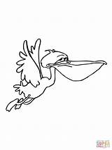 Pelican Coloring Flying Designlooter Funny 66kb 1600px 1200 sketch template