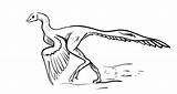 Archaeopteryx Bestial Illustrazioni Coloringpagesonly sketch template