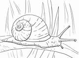 Snail Caracol Snails Escargot Lumaca Colorare Disegni Schnecke Garden Schnecken Folha Longa Terrestre Respire Larga Caracoles Stampabile Malvorlagen Lumache Supercoloring sketch template