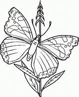 Coloring Pages Insect Bugs Popular Insects sketch template