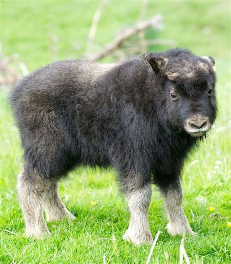 musk ox calf     highland wildlife park zooborns