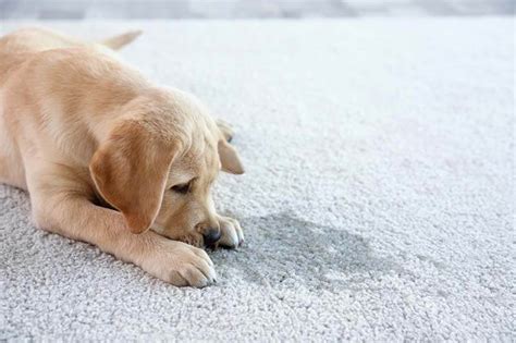 pet urine odor cleaning  asap carpet cleaning