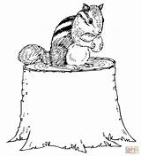 Coloring Chipmunk Pages Tree Stump Drawing Nut Chipmunks Eating Trunk Line Printable Animals sketch template