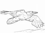Raven Corvo Coloringbay Categorias sketch template