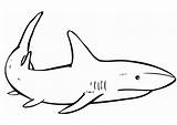 Sharks sketch template