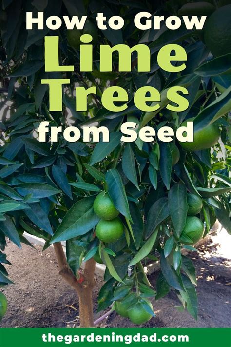 grow  lime tree  seed  posts  gardening dad lime