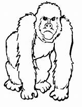 Gorila Ape Gorilla Pintar Ausmalbilder Realistic Theanimals Affe Herunterladen sketch template