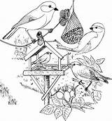 Vogels Roodborstje Pimpelmees Voederplank Koolmees Voeren Google Natuur Birds Scheiden Groenling Vogelhuisje Natuurkunde Bos sketch template