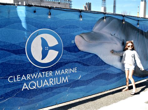 aquarium  florida clearwater marine aquarium momma