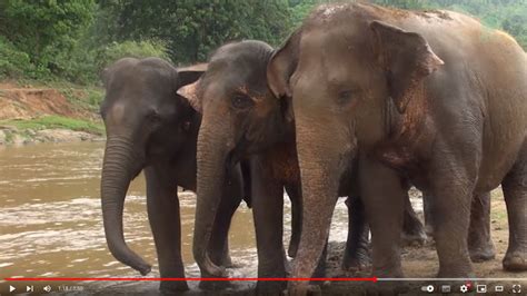 Elephant Nature Park News Kabu Watches Her 3 Friends Play In The