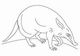Anbu Ant Aardvark sketch template