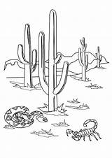Cactus Kaktus Ausmalbilder Saguaro Coloringpages Scorpion sketch template