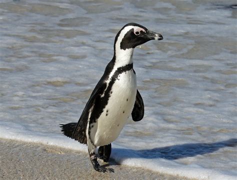 fileafrican penguin rwdjpg