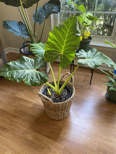 leaves  leaves  leaves rhouseplants