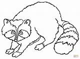 Raccoon Coloring Cute Pages Printable Drawing Baby Supercoloring Color Online Getdrawings Silhouettes sketch template