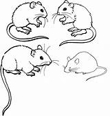 Mouse Coloring Pages Printable Mice Colouring Kids Animalcorner sketch template