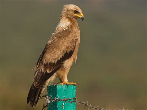 indian spotted eagle identification