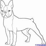 Terrier Boston Coloring Pages French Bulldog Printable Dog Drawing Color Cairn Draw Print Dogs Highland West Puppy Terriers Clipart Template sketch template