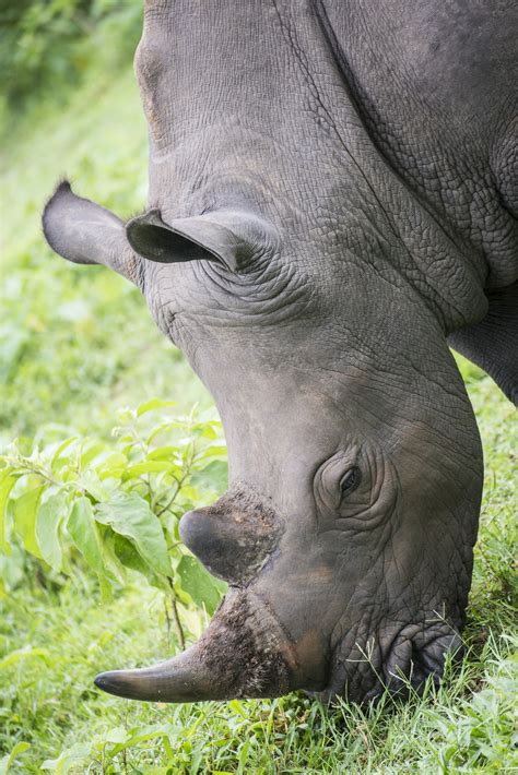 ziwa rhino sanctuary tours uganda   stay location rates