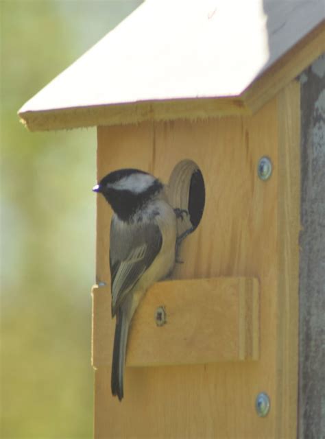 black capped chickadee checks   nest box feederwatch
