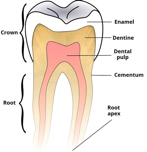 child  adult dentition teeth structure primary permanent